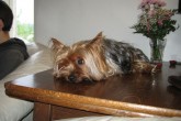 20070526i.jpg