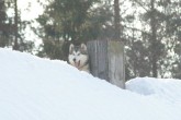 20111003troublekatusel1.jpg
