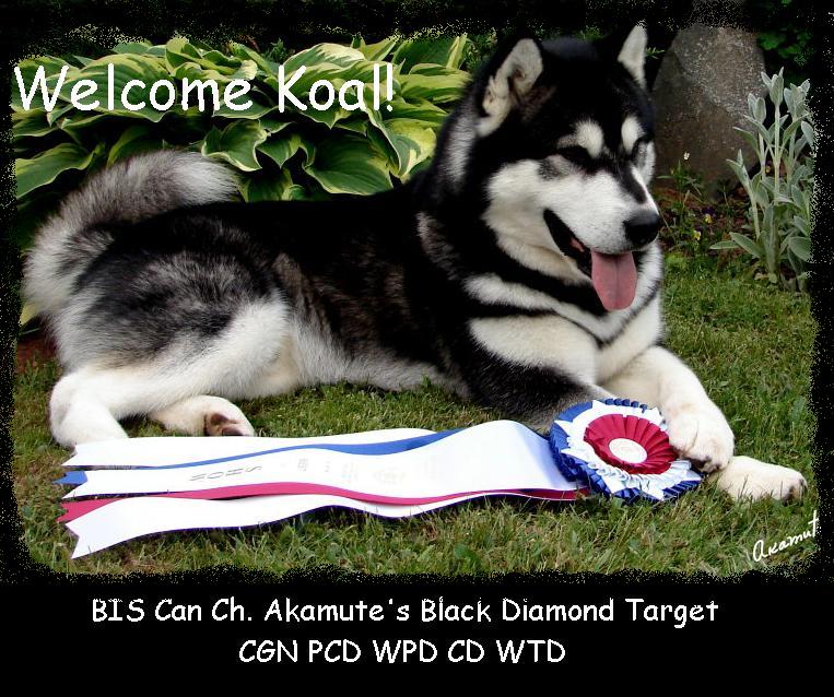 Koal